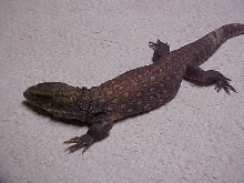 Female Savannah Breeder