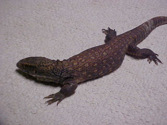 Female Savannah Breeder