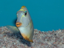Saltwater - Austin Aquariums