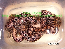 ECC