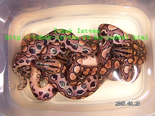 ECC