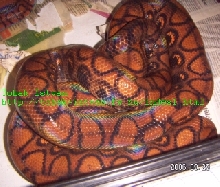 ECC1