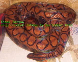 ECC2