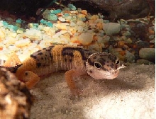 Darwin my first Leo