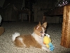 One spoiled Papillon