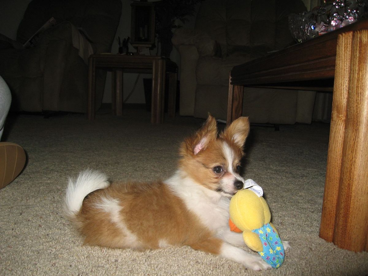 One spoiled Papillon