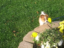 Cocoa likes flowers too