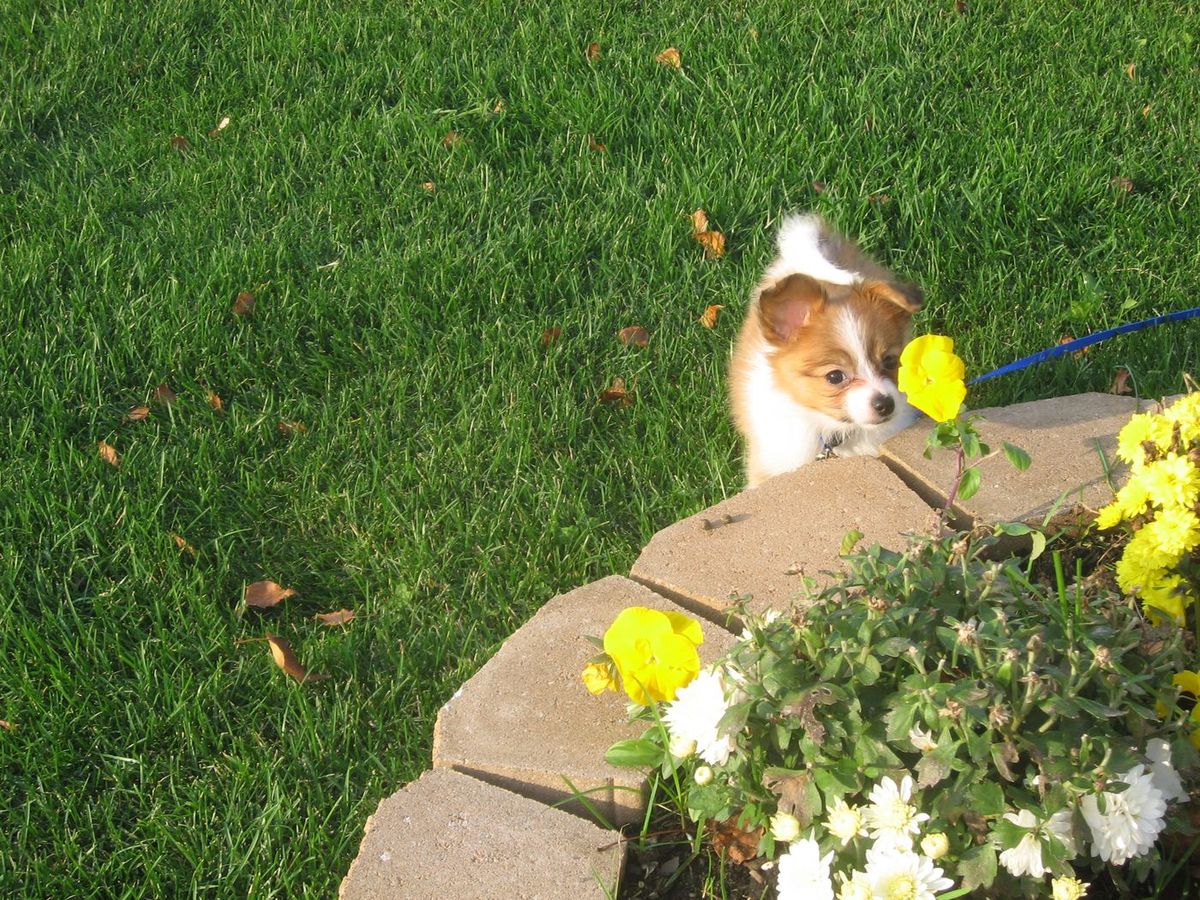 Cocoa likes flowers too