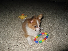 Cocoa loves his toys