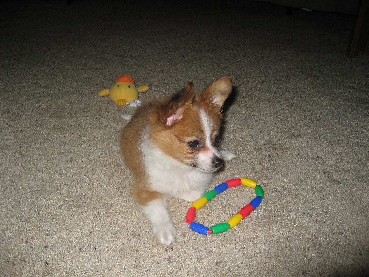 Cocoa loves his toys