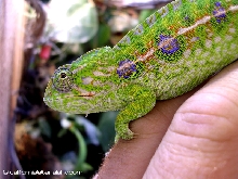 0,1 F. Lateralis