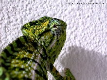 F. Lateralis