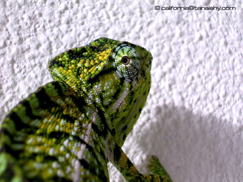 F. Lateralis