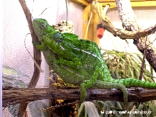1,1 Furcifer Lateralis
