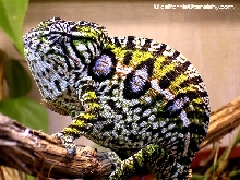 pregnant F. Lateralis