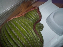 Dylan on His Cactus