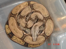 ARABESQUE 100% HET ALBINO