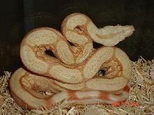 albino arabesque