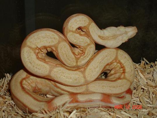 albino arabesque