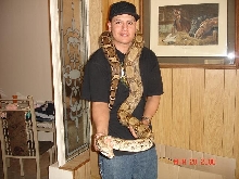 anery 66%het albino