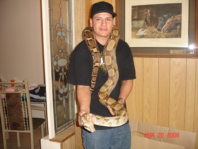 anery 66%het albino
