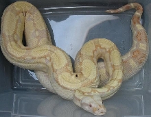 albino stripe line