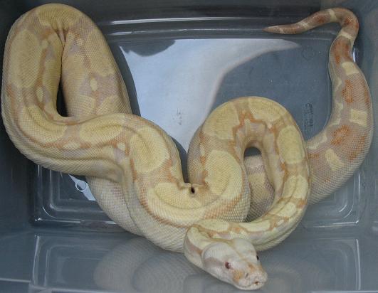albino stripe line