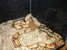 female