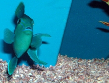 Saltwater - Austin Aquariums