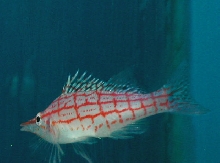 Saltwater - Austin Aquariums
