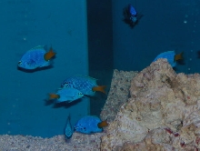 Saltwater - Austin Aquariums