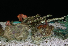 Saltwater Photos