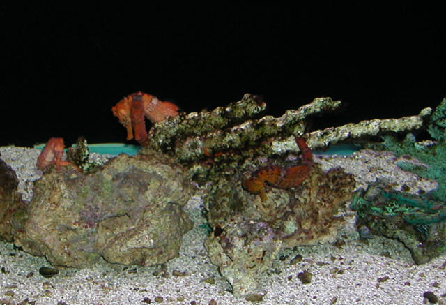 Saltwater Photos