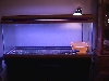 dumerils monitor
