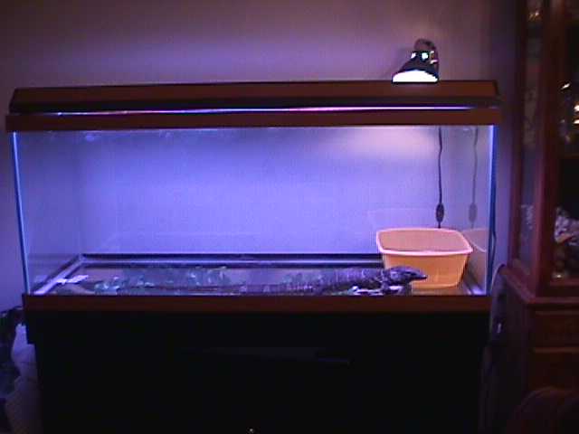 dumerils monitor