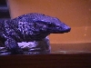 dumerils monitor