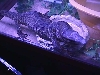 dumeril monitor