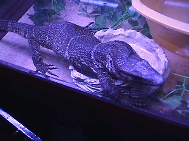 dumeril monitor
