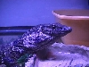 dumeril monitor