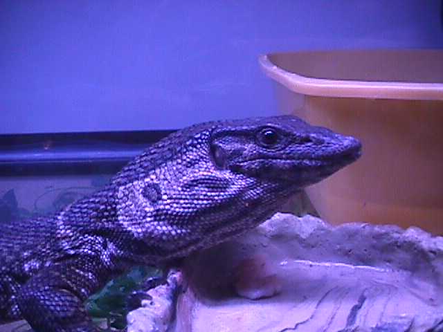 dumeril monitor