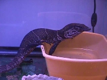 dumeril monitor