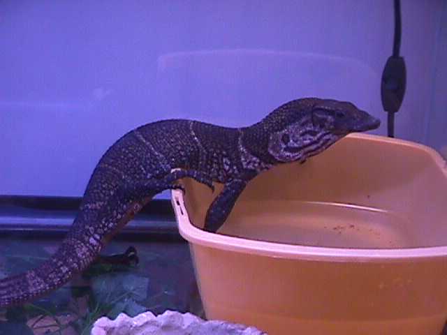 dumeril monitor