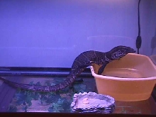 dumeril monitor