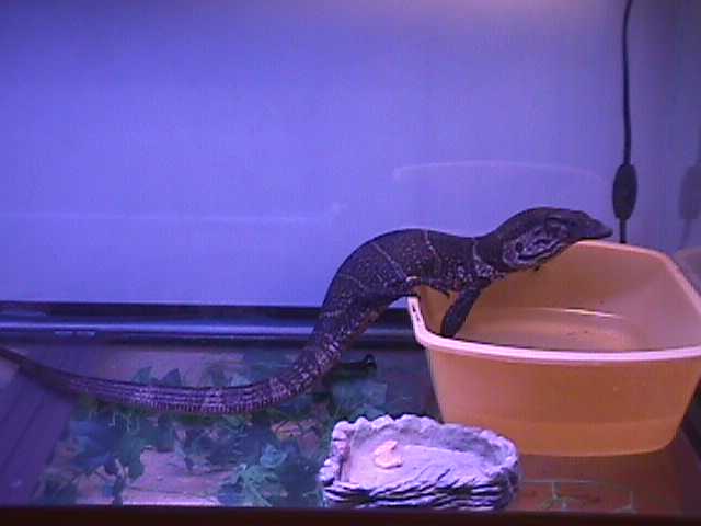 dumeril monitor