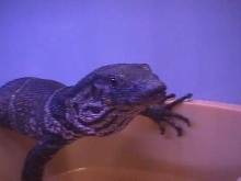 dumeril monitor