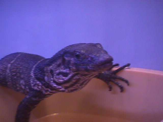 dumeril monitor