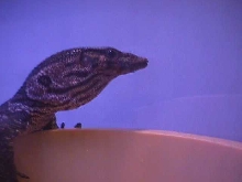 dumeril monitor