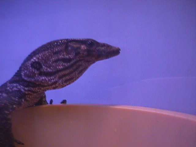 dumeril monitor