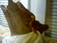 My baby okeetee corn snake.