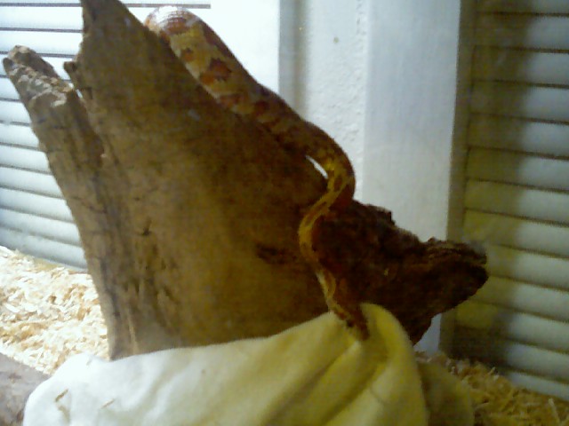 My baby okeetee corn snake.